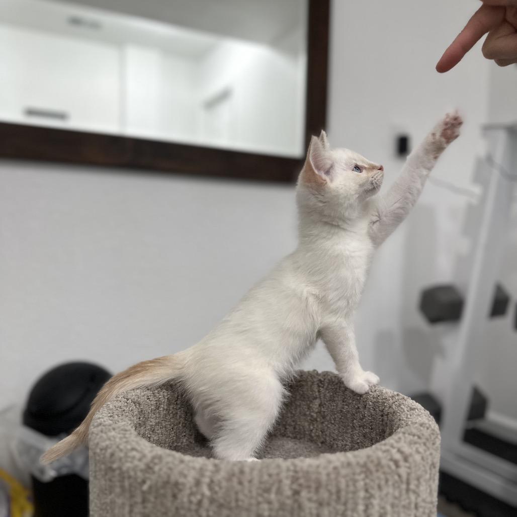 Cider, a Adoptable Domestic Short Hair in Commerce City, CO image 5/5