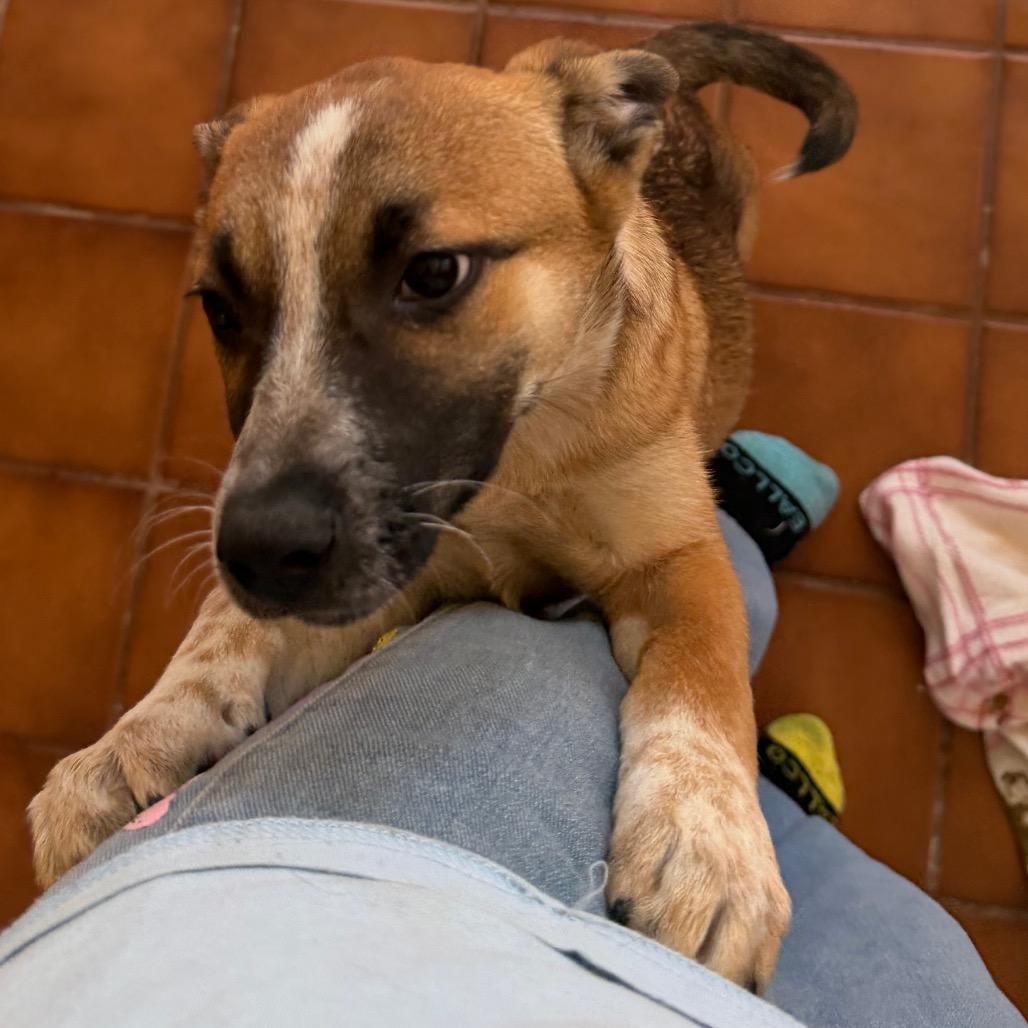 Enlarge Chryssa, a Adoptable mixed breed in Klamath Falls, OR image 1/1