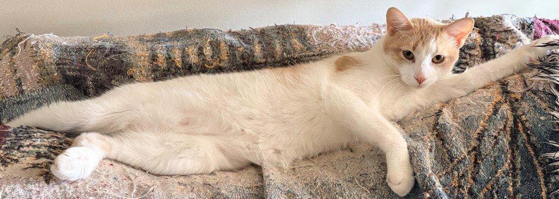 Enlarge Benny, an adoptable Domestic Short Hair in White Bear Lake, MN image 2/4