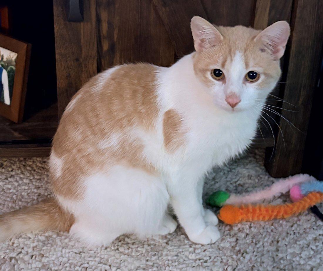 Enlarge Benny, an adoptable Domestic Short Hair in White Bear Lake, MN image 3/3