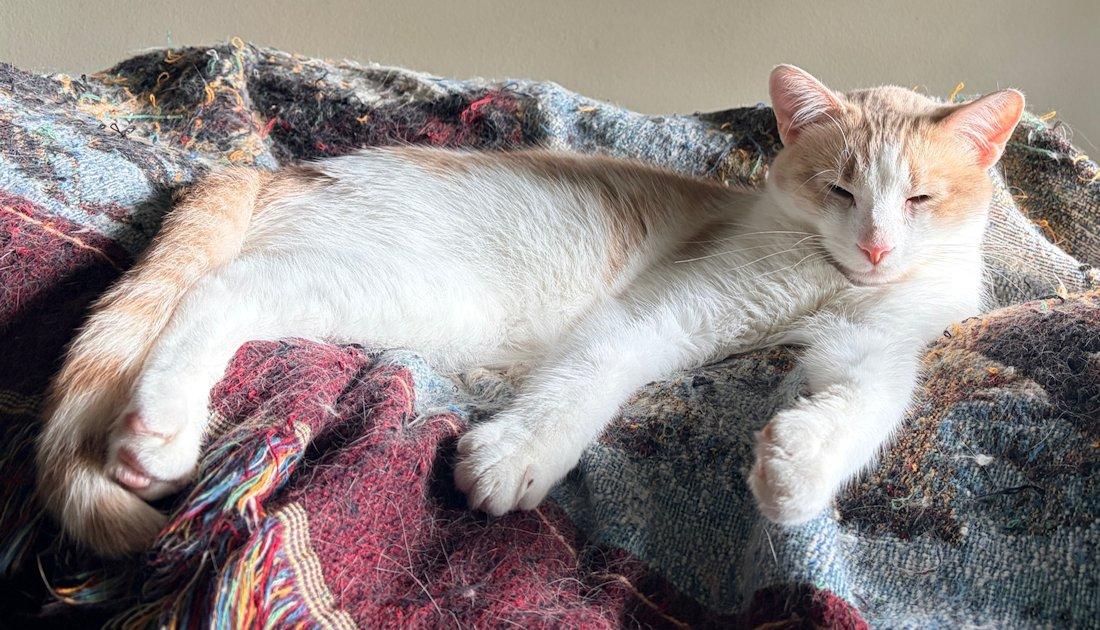 Benny, an adoptable Domestic Short Hair in White Bear Lake, MN image 2/4