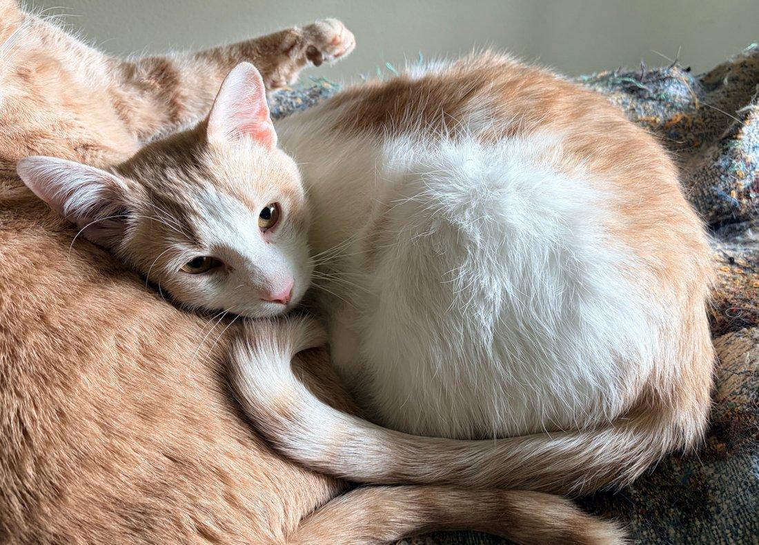 Benny, an adoptable Domestic Short Hair in White Bear Lake, MN image 4/4