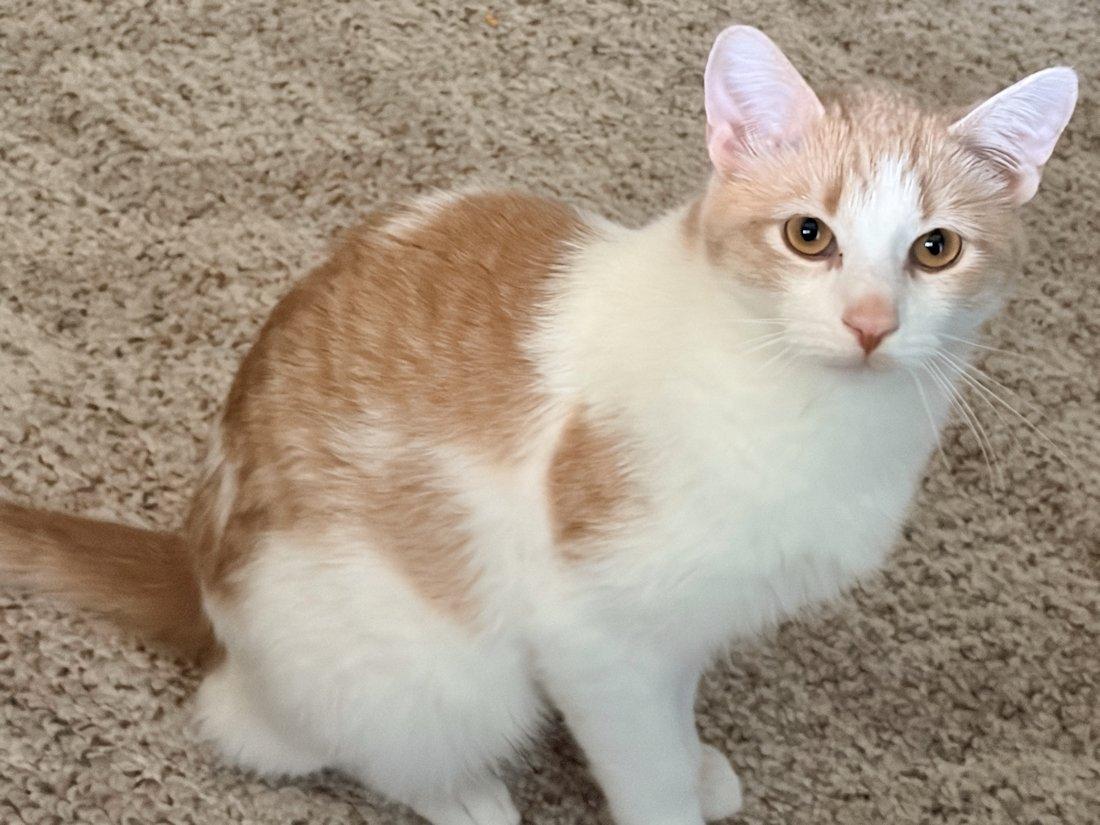 Benny, adoptable, Young Male Domestic Short Hair.