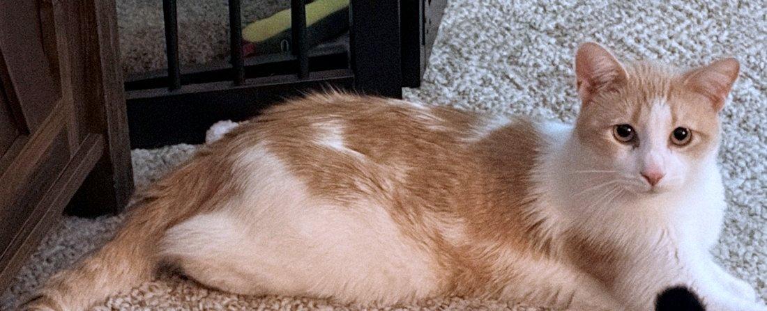 Enlarge Benny, an adoptable Domestic Short Hair in White Bear Lake, MN image 3/4