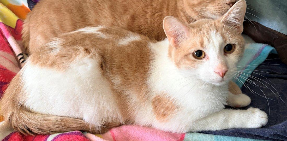 Enlarge Benny, an adoptable Domestic Short Hair in White Bear Lake, MN image 2/3