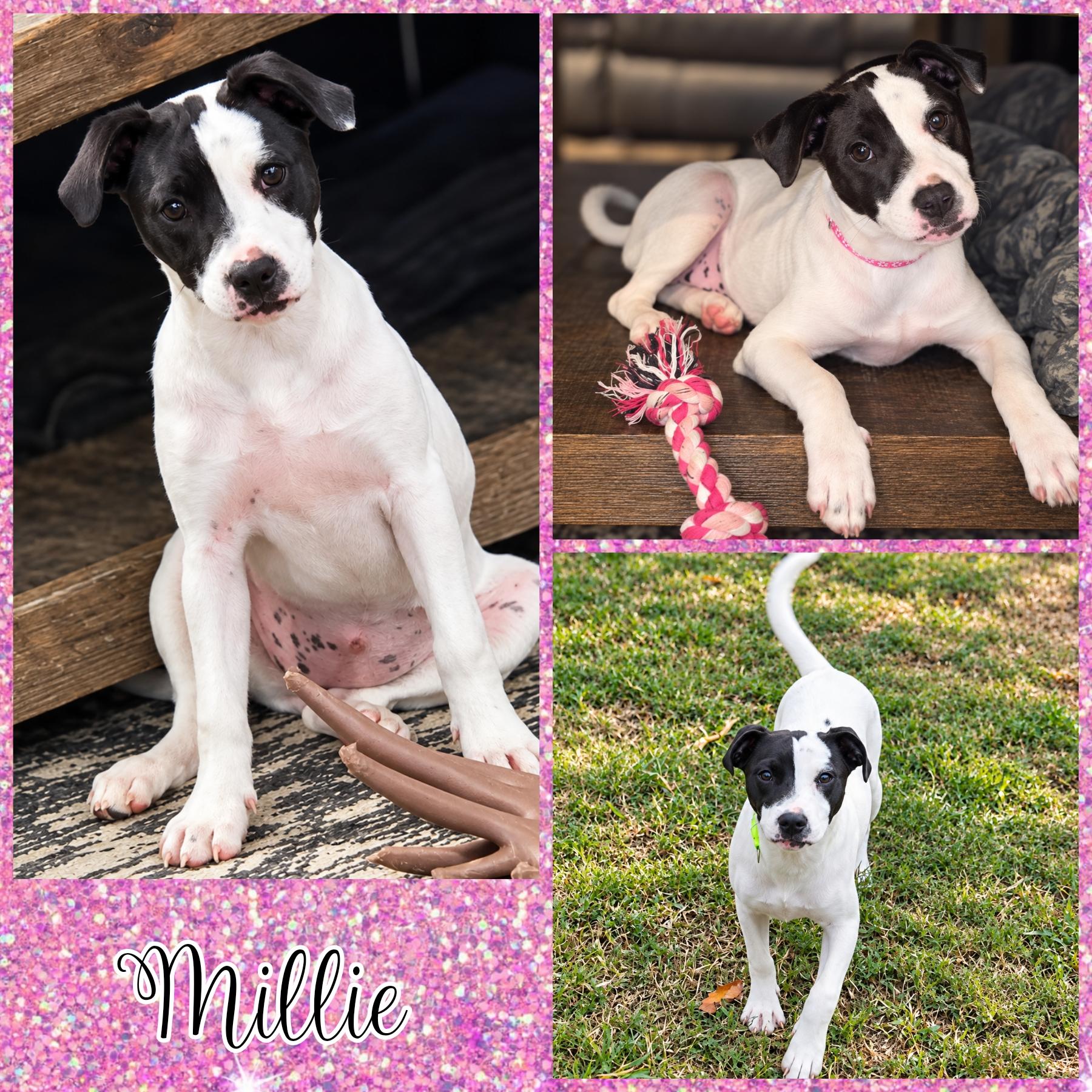 Enlarge Millie, a Adoptable mixed breed in Blacksburg, SC image 1/2
