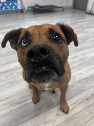 Tank, Adoptable, Adult Male Shepherd & Mixed Breed.