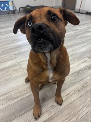 Enlarge Tank, a Adoptable mixed breed in South Bend, IN image 2/3