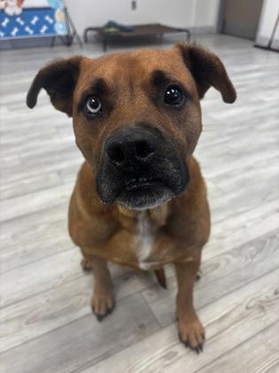 Enlarge Tank, a Adoptable mixed breed in South Bend, IN image 3/3