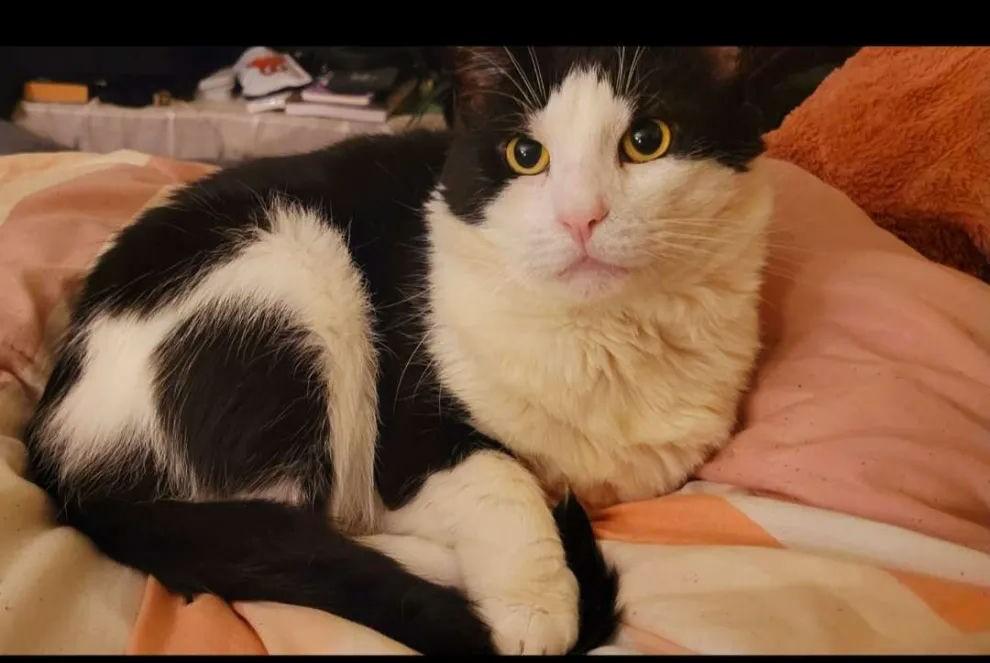 Enlarge MERLIN, a Adoptable Domestic Short Hair in Hagerstown, MD image 1/1