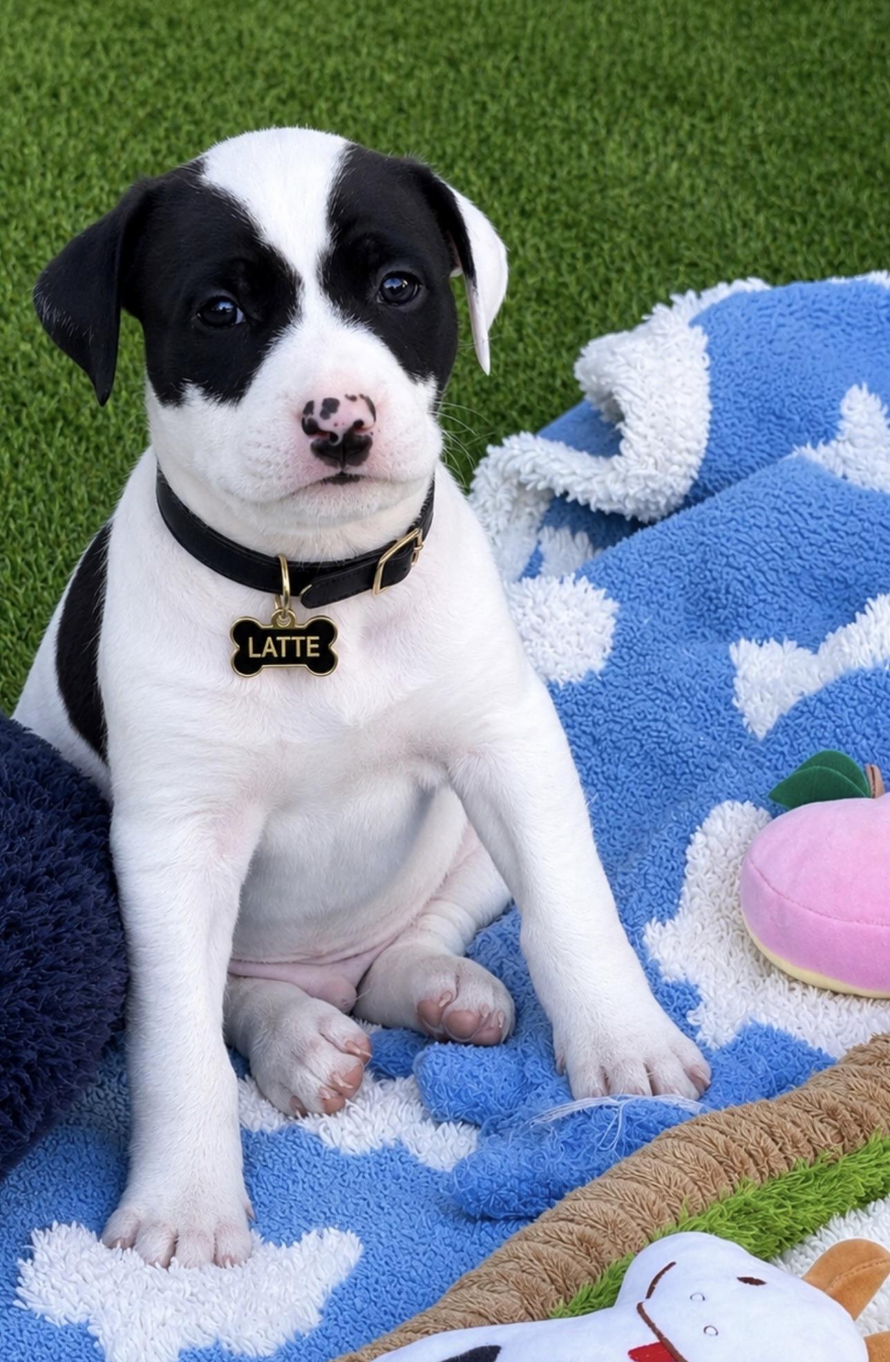 Latte, ADOPTABLE, Puppy Male American Staffordshire Terrier & Staffordshire Bull Terrier.