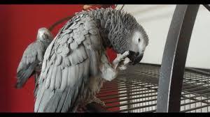 Upcoming Soon 2 African Greys Available , adoptable, Adult Unknown African Grey.