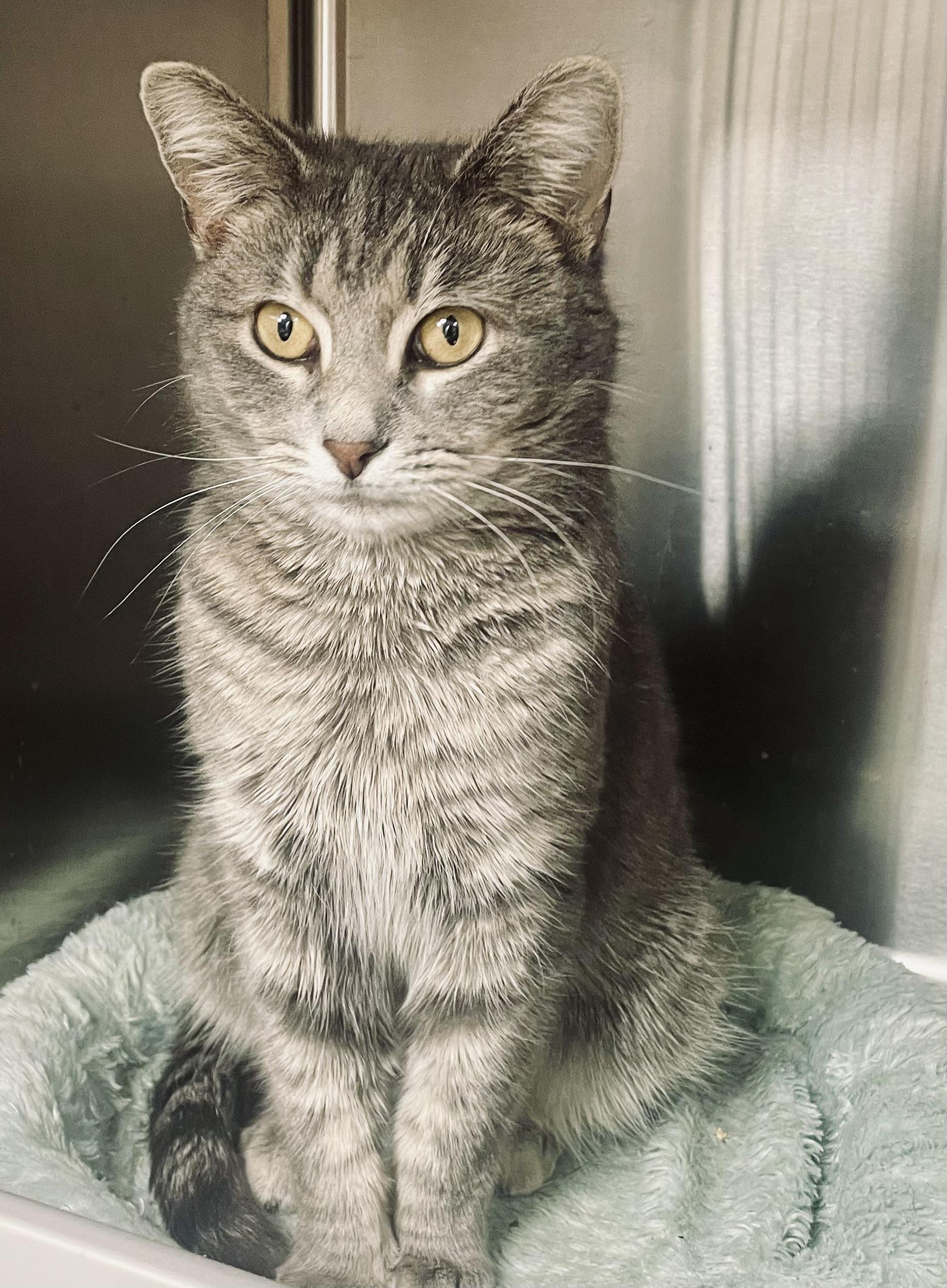 Jean Gray (FIV+), Adoptable, Adult Female Domestic Short Hair.