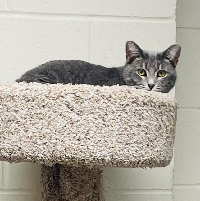 Jean Gray (FIV+) — thumbnail 2