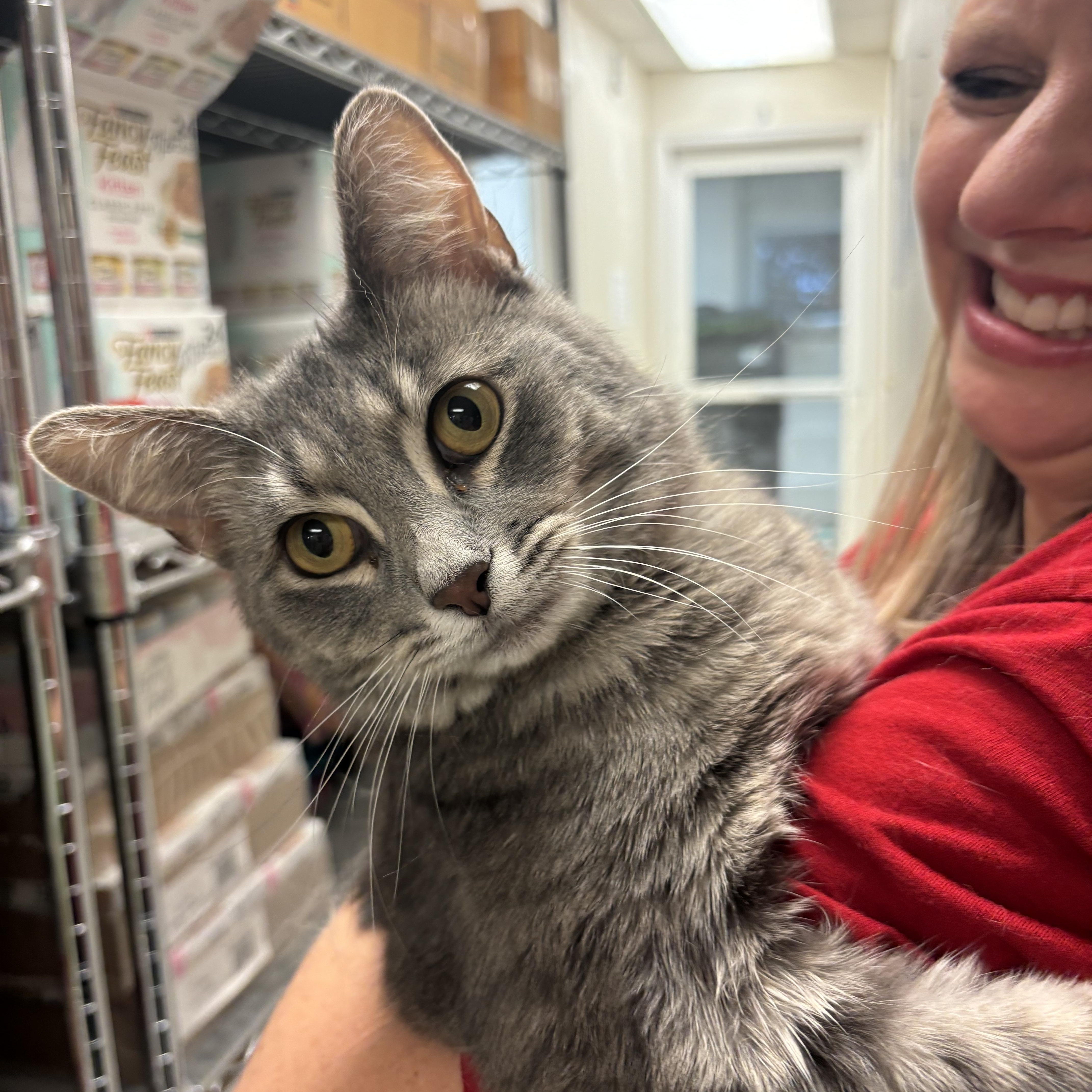 Jean Gray (FIV+)
