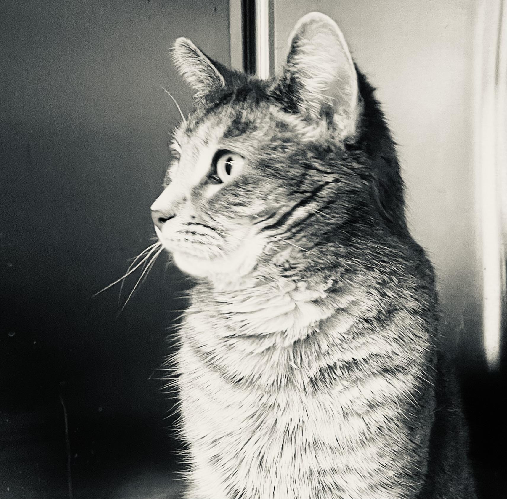 Jean Gray (FIV+)