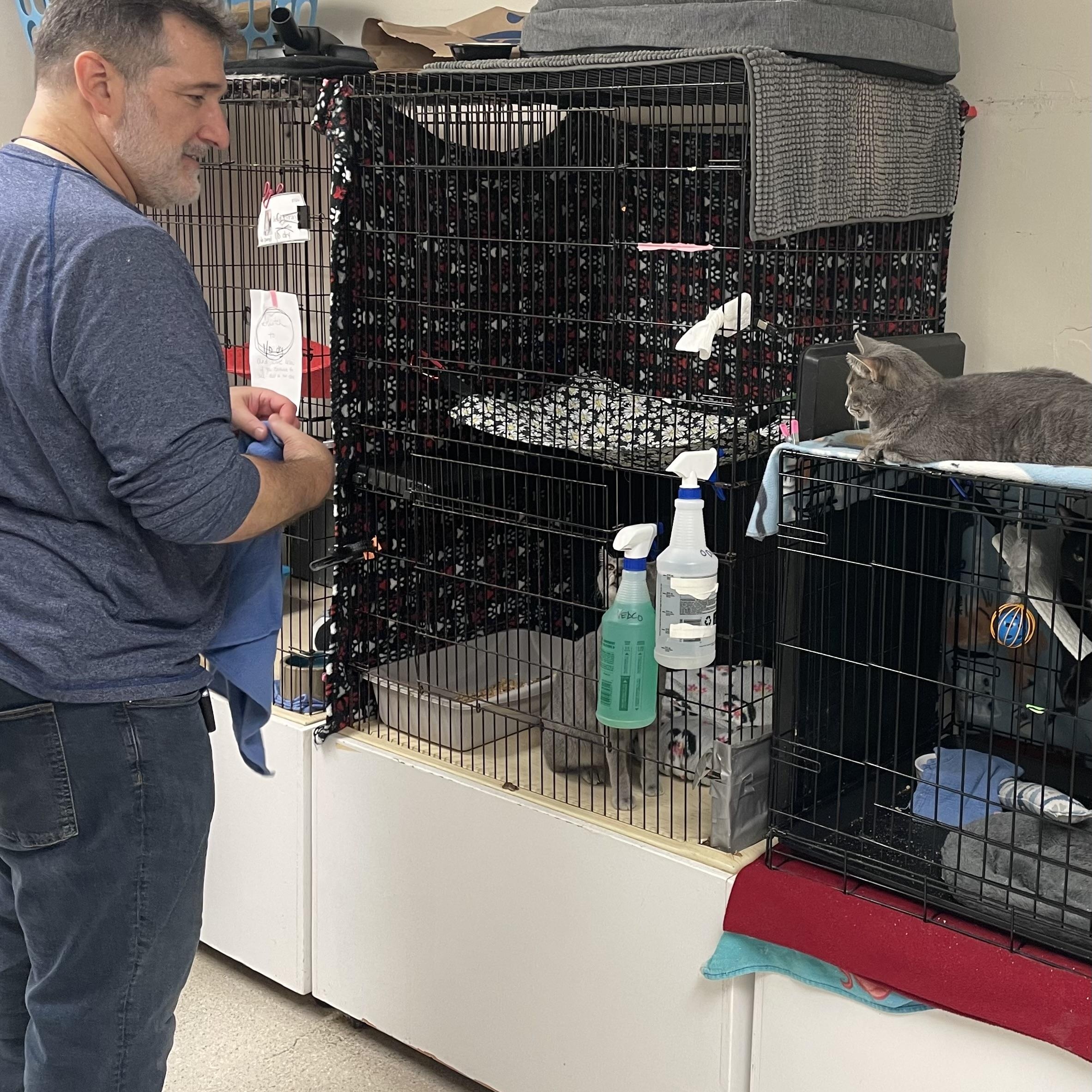 Enlarge Jean Gray (FIV+), a Adoptable Domestic Short Hair in Cincinnati, OH image 4/6