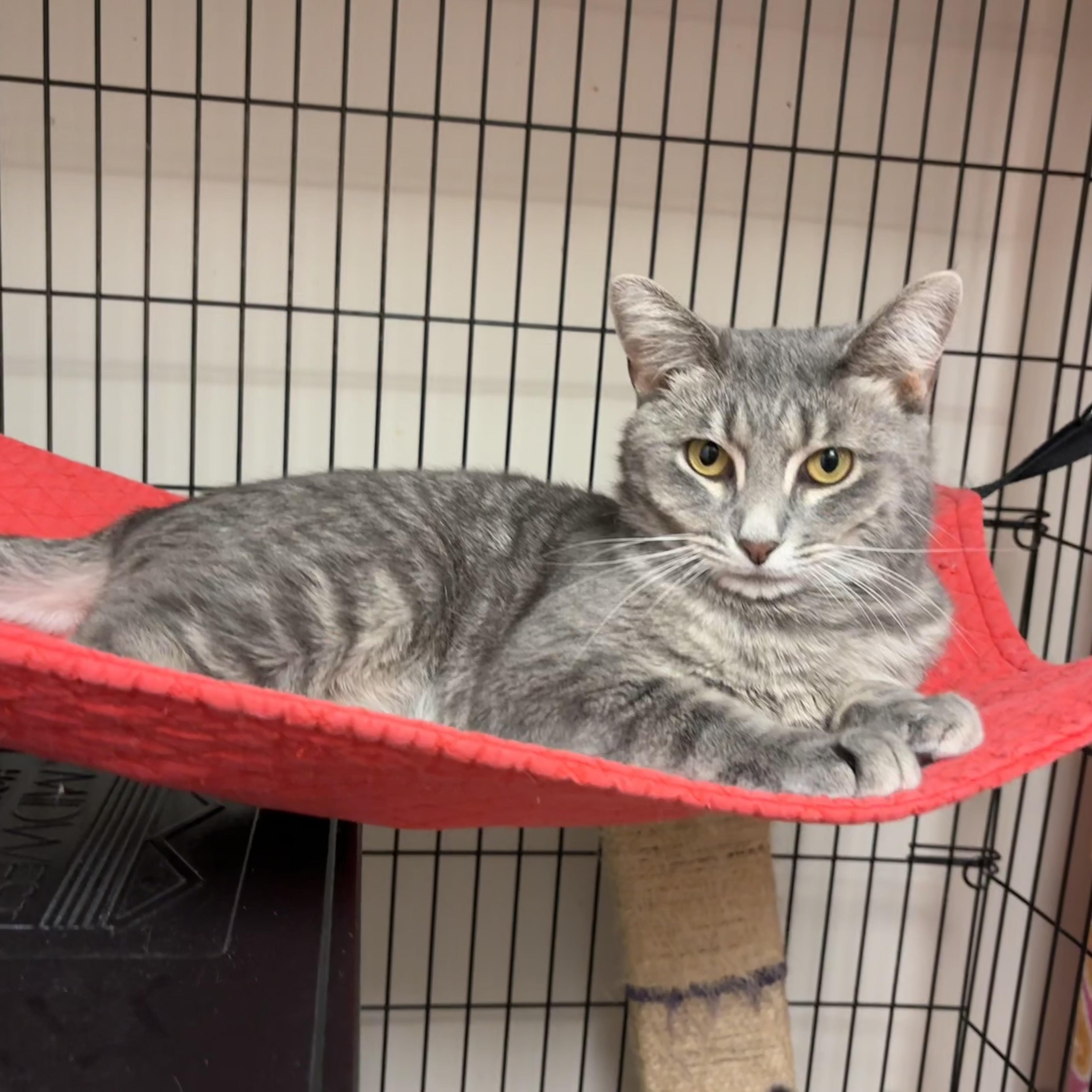 Enlarge Jean Gray (FIV+), a Adoptable Domestic Short Hair in Cincinnati, OH image 5/6