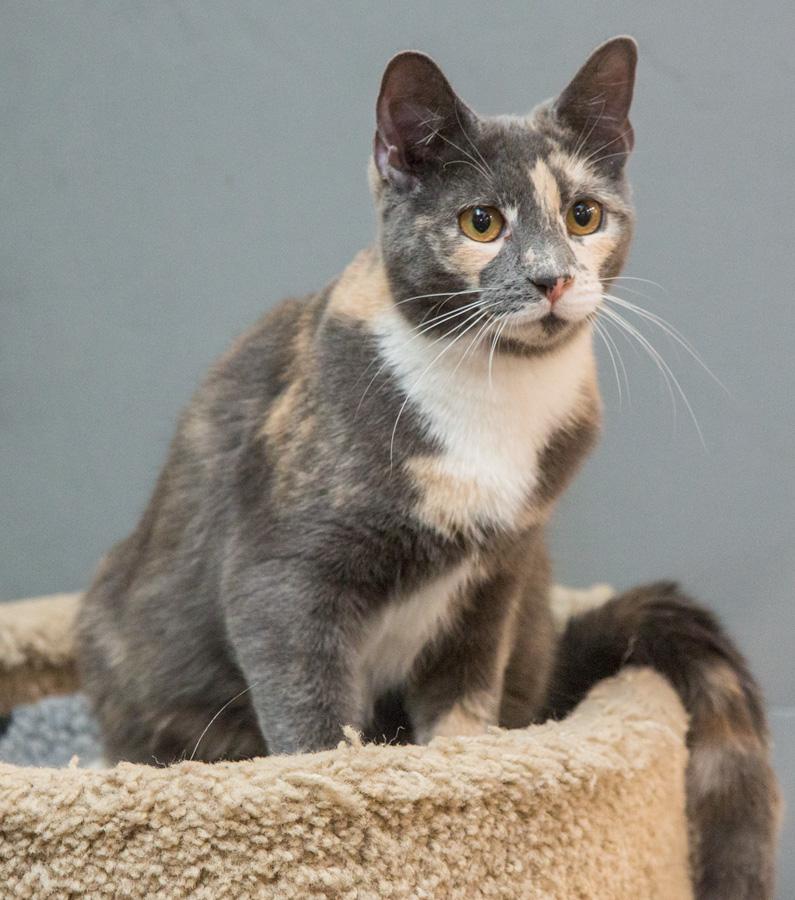 Enlarge Kanga, an adopted Domestic Short Hair in Paramus, NJ image 3/3