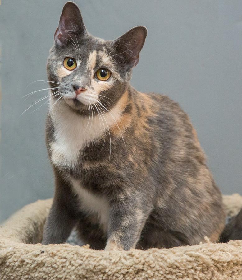 Enlarge Kanga, an adopted Domestic Short Hair in Paramus, NJ image 1/3