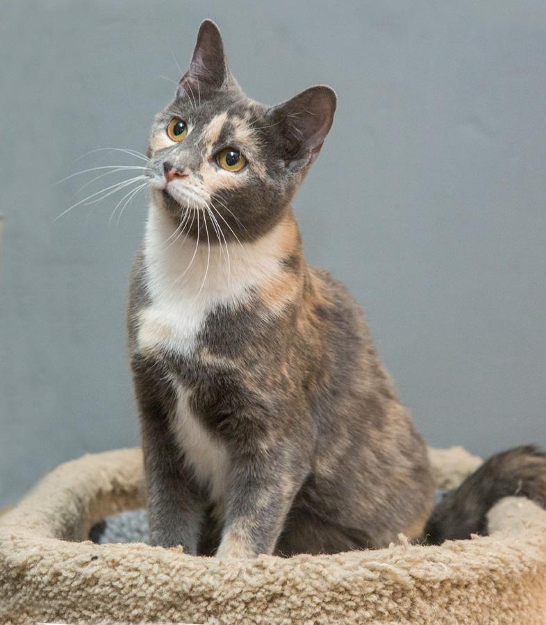 Enlarge Kanga, an adopted Domestic Short Hair in Paramus, NJ image 2/3