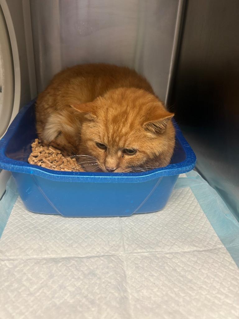 Claus, Adoptable, Adult Male Domestic Short Hair.