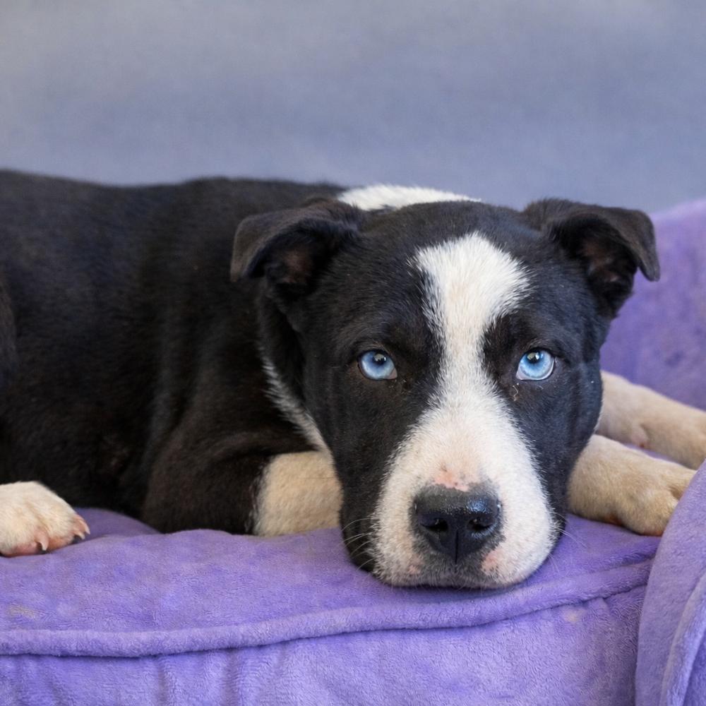 Martha, Adoptable, Puppy Female Shar-Pei & Mixed Breed.