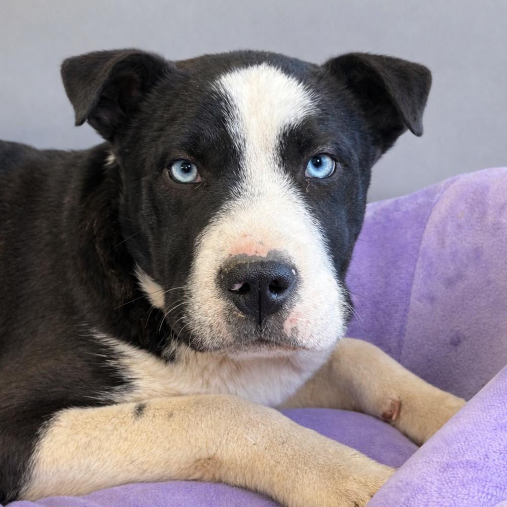 Enlarge Martha, a Adoptable mixed breed in Bronx, NY image 2/2