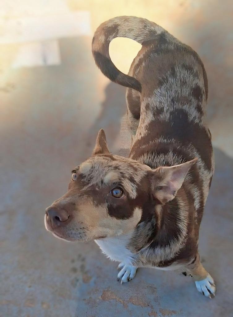Alexus, Adoptable, Young Female Catahoula Leopard Dog.