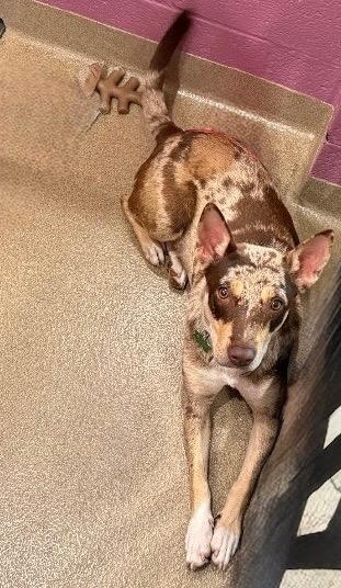 Enlarge Alexus, a Adoptable mixed breed in North Syracuse, NY image 2/4