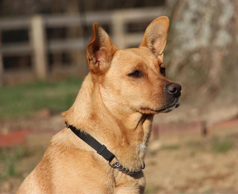 Reya, a Adoptable mixed breed in Aurora, IN image 1/4