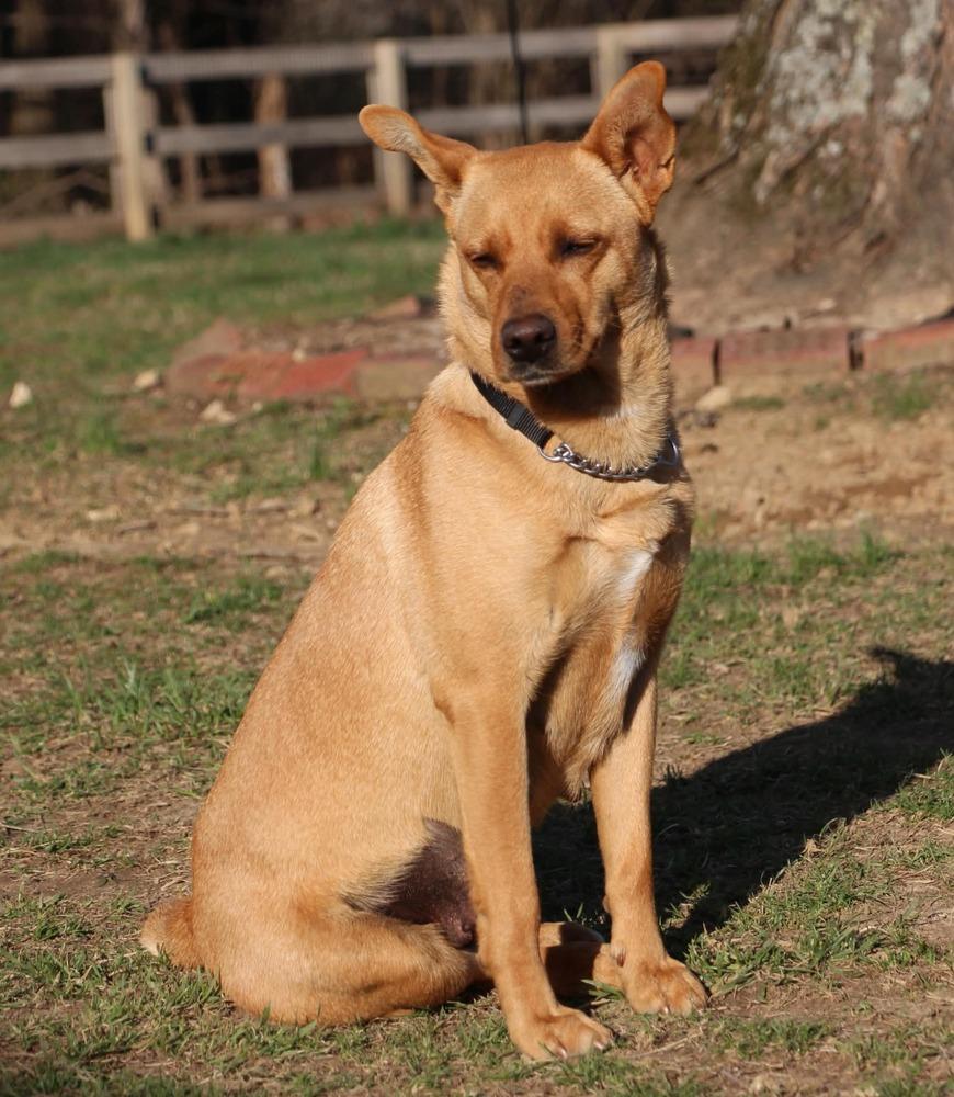 Reya, a Adoptable mixed breed in Aurora, IN image 2/4