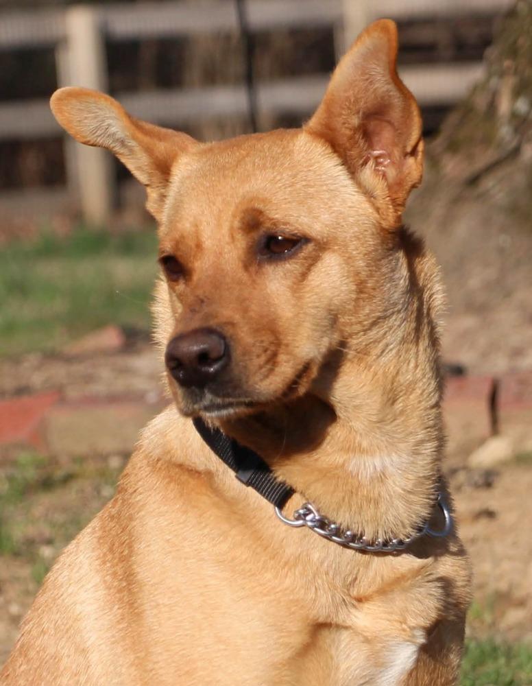 Reya, a Adoptable mixed breed in Aurora, IN image 3/4