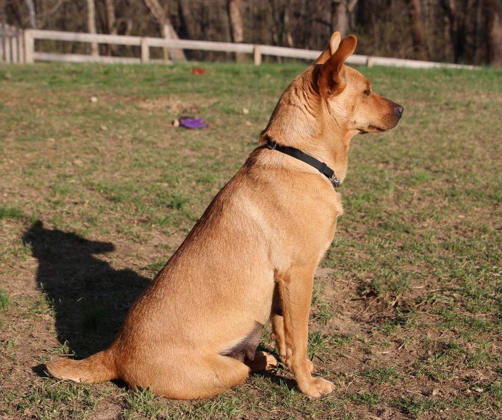 Reya, a Adoptable mixed breed in Aurora, IN image 4/4