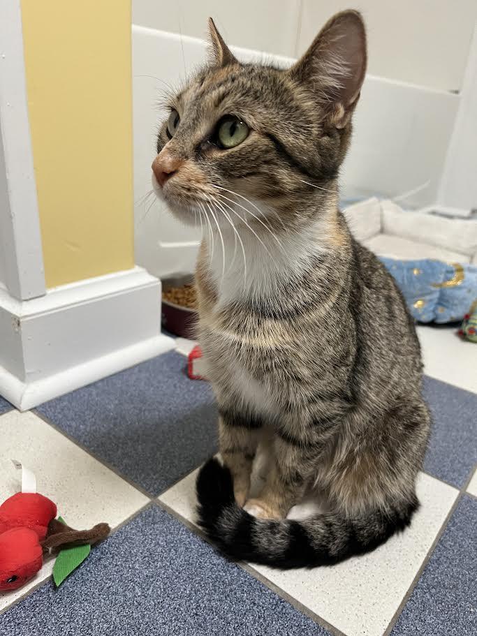 Sunflower — thumbnail 2