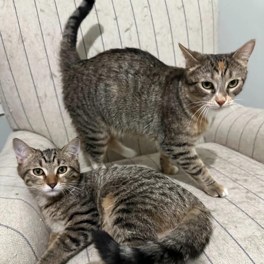 Sunflower — thumbnail 3