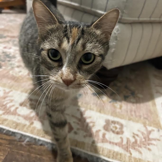 Sunflower — thumbnail 5