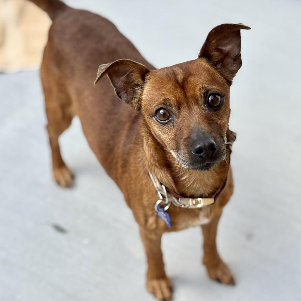 Enlarge Paco, a Adoptable Chihuahua in Agoura Hills, CA image 4/6