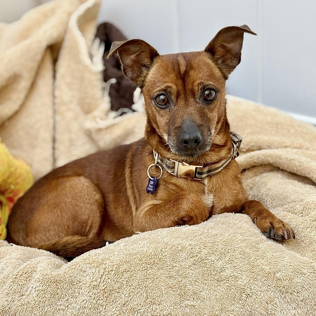 Paco, Adoptable, Senior Male Chihuahua.