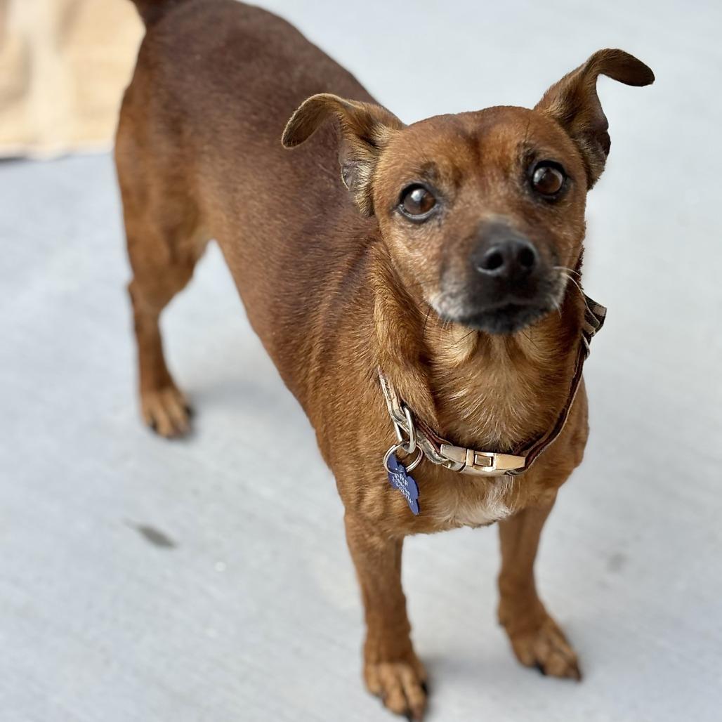 Enlarge Paco, a Adoptable Chihuahua in Agoura Hills, CA image 5/6