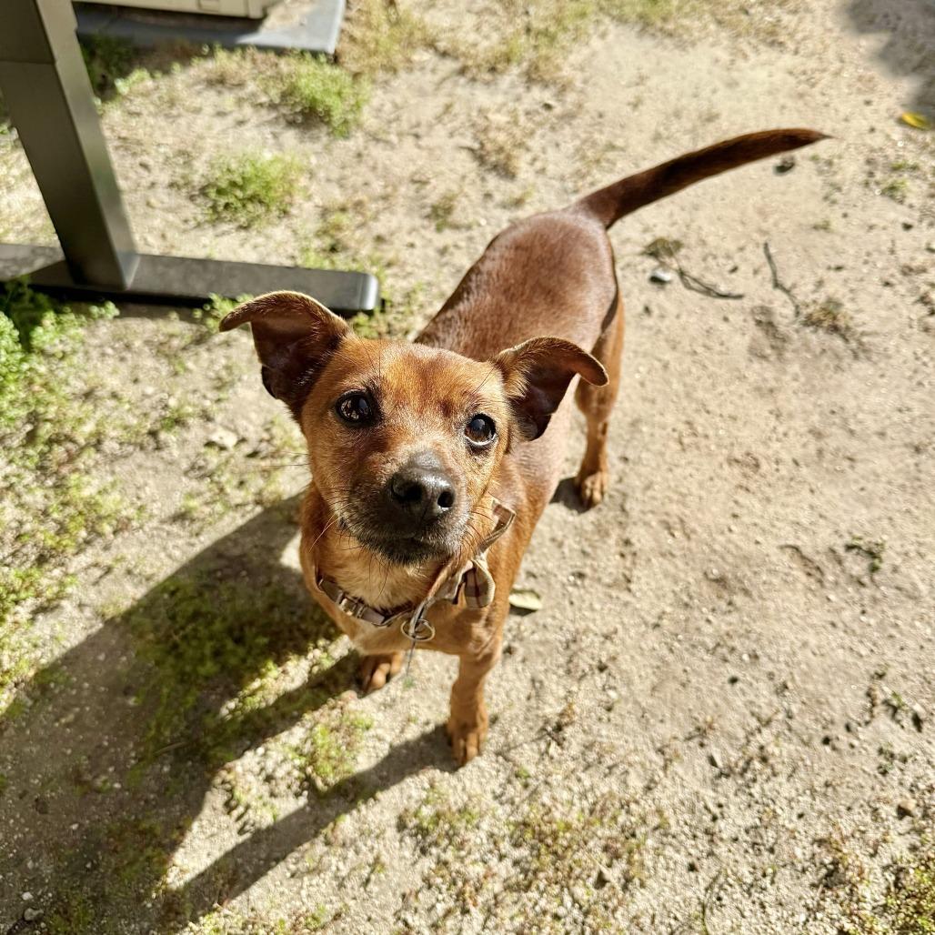 Enlarge Paco, a Adoptable Chihuahua in Agoura Hills, CA image 2/6