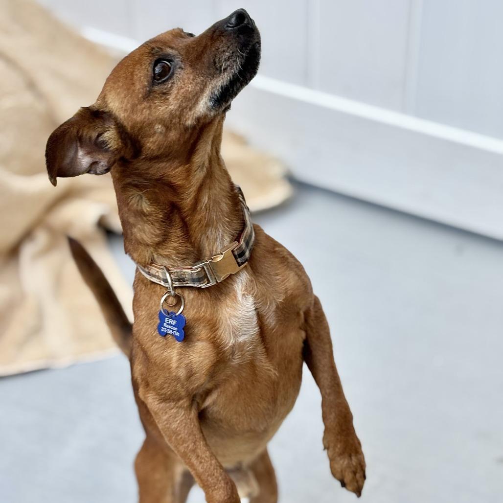 Enlarge Paco, a Adoptable Chihuahua in Agoura Hills, CA image 6/6