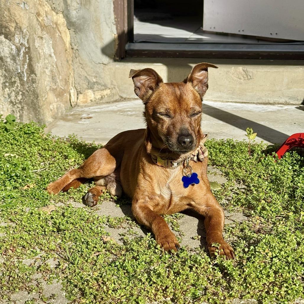 Enlarge Paco, a Adoptable Chihuahua in Agoura Hills, CA image 3/6