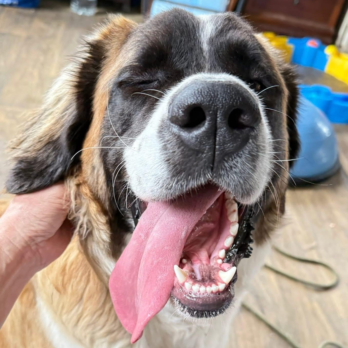 Enlarge Charlotte, a ADOPTABLE Saint Bernard in Springville, NY image 5/6