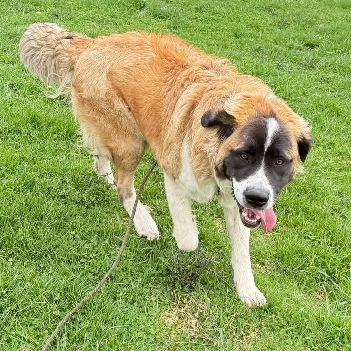 Enlarge Charlotte, a ADOPTABLE Saint Bernard in Springville, NY image 6/6