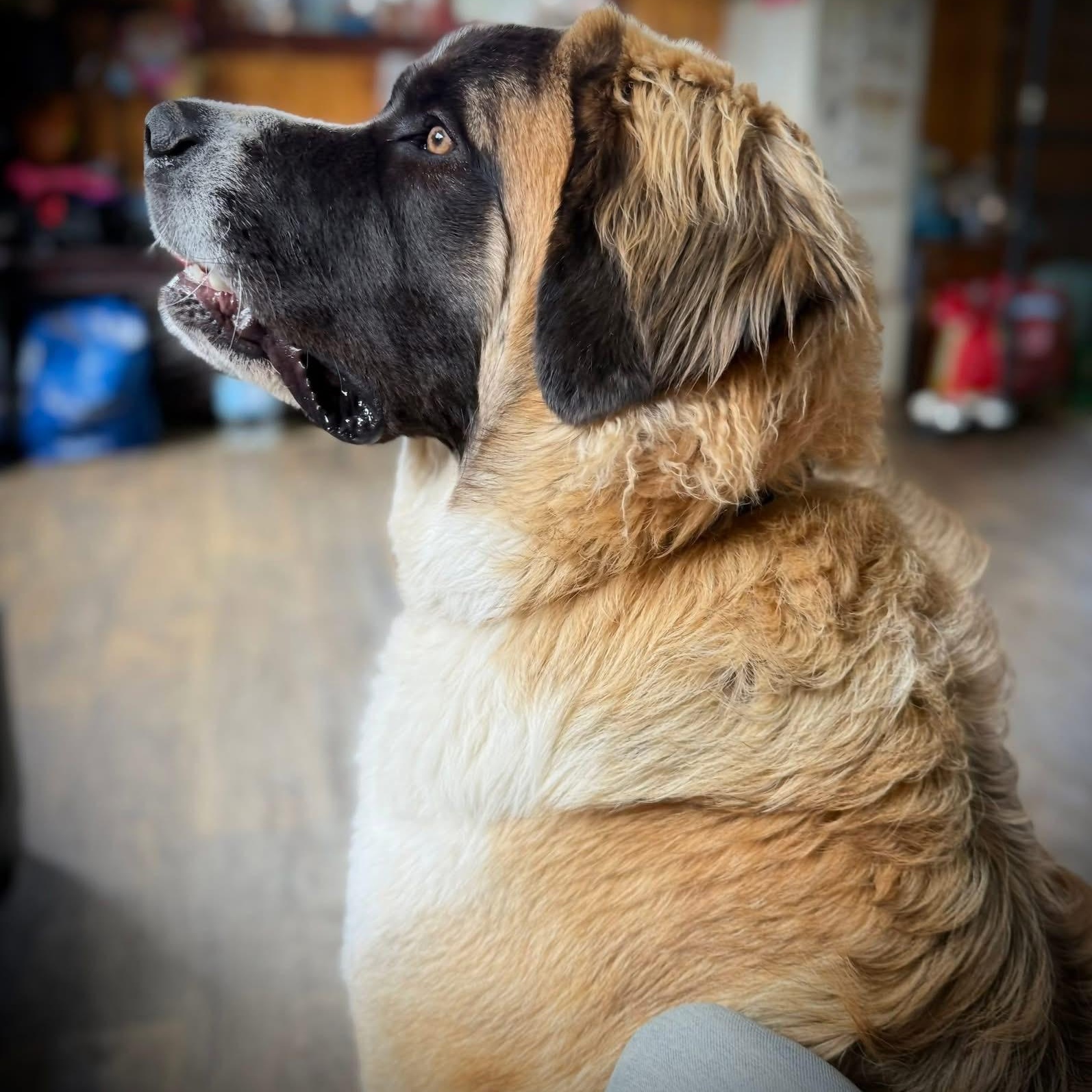Enlarge Charlotte, a ADOPTABLE Saint Bernard in Springville, NY image 4/6