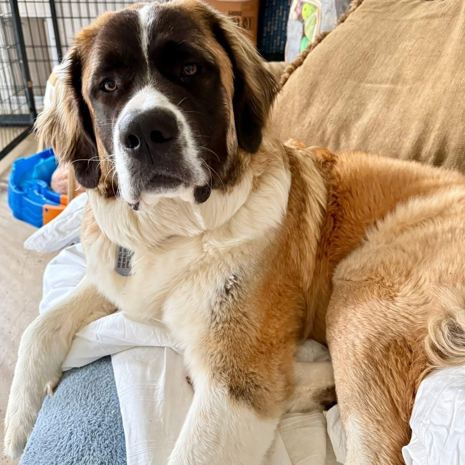 Enlarge Charlotte, a ADOPTABLE Saint Bernard in Springville, NY image 2/6