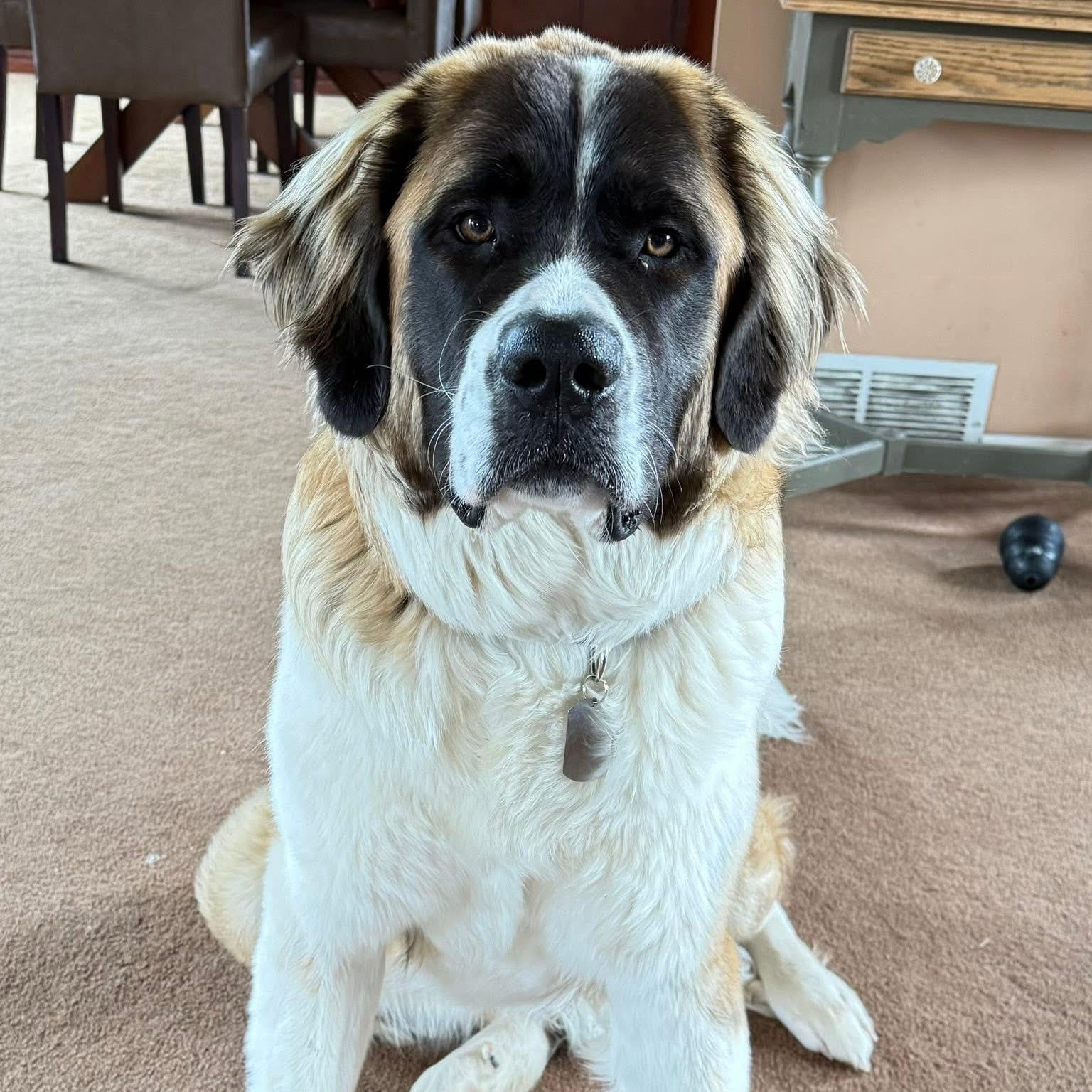 Charlotte, ADOPTABLE, Young Female Saint Bernard.