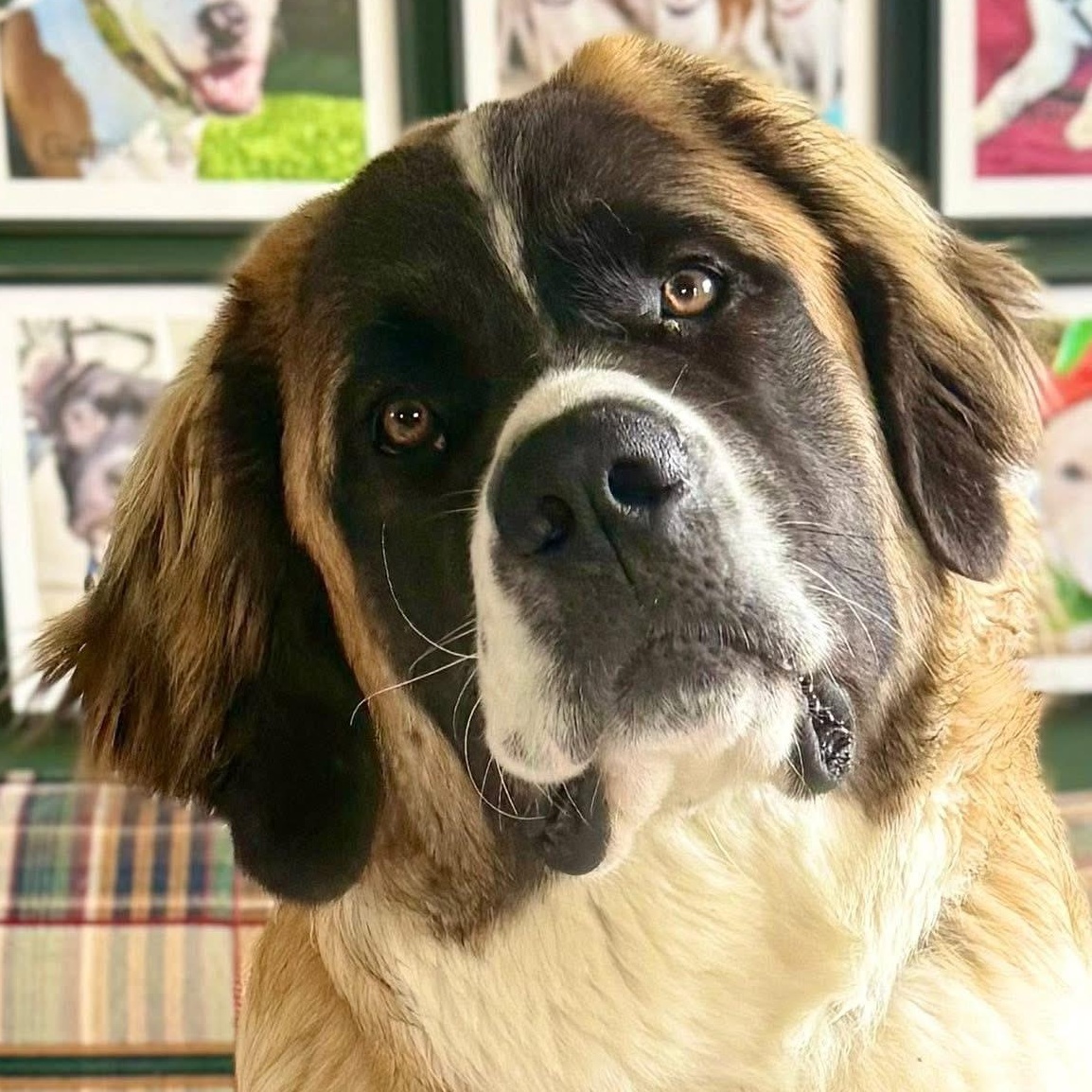 Enlarge Charlotte, a ADOPTABLE Saint Bernard in Springville, NY image 3/6