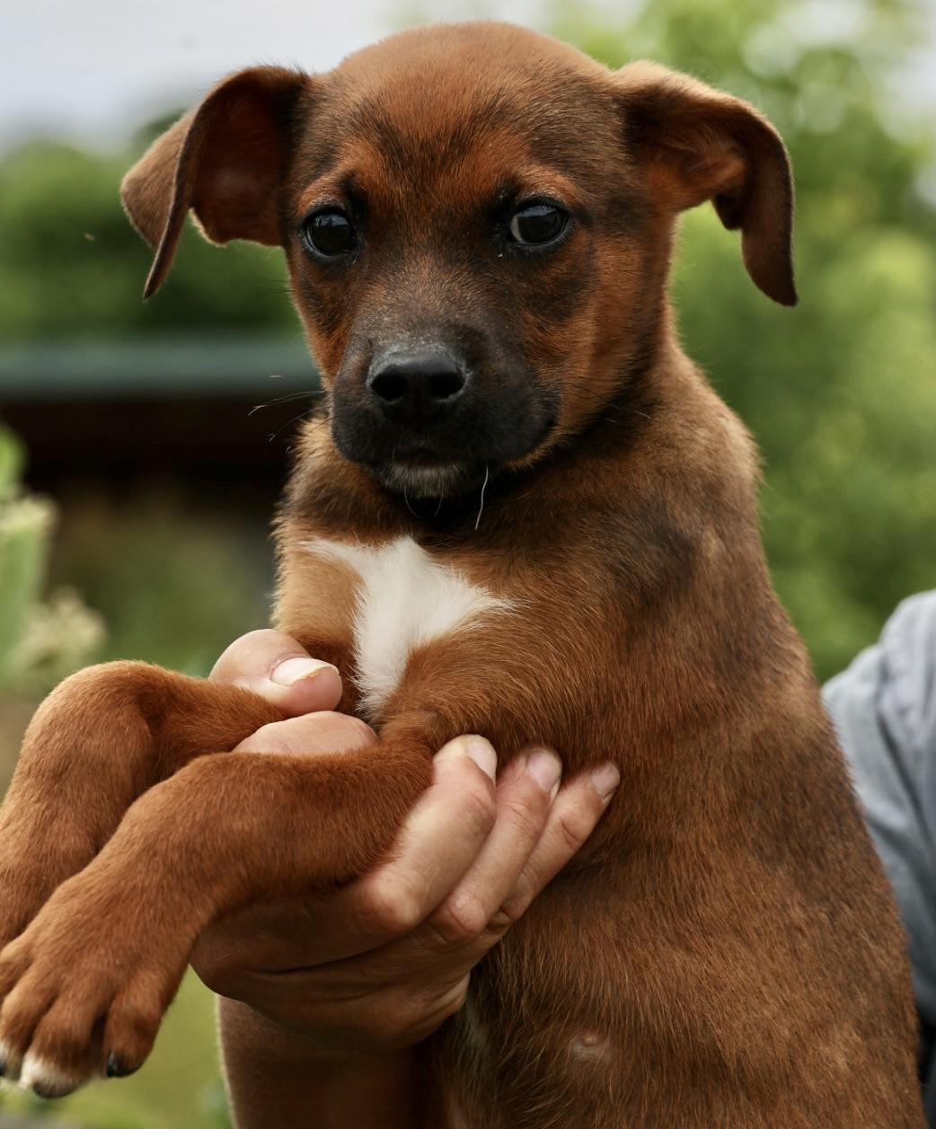 Enlarge Zeke-Available www.lhar.dog to apply, an adoptable mixed breed in Frederick, MD image 4/5